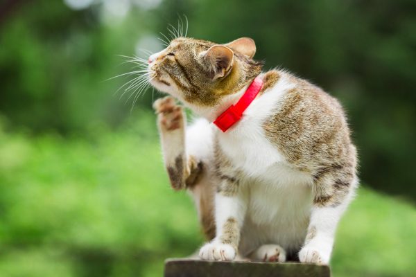 Cat wearing a flea collar and scratching it's neck