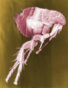 White and red image of a flea