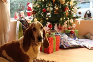 dog in front of christmas tree
