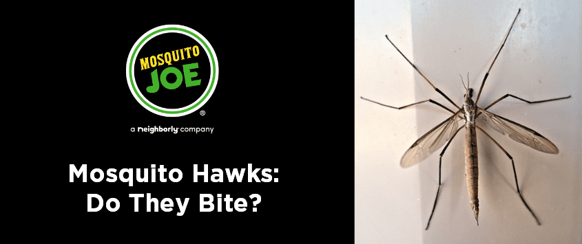Mosquito Hawks: Do They Bite?